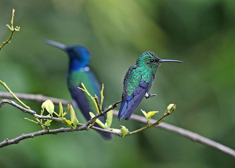 Steely-vented Hummingbird