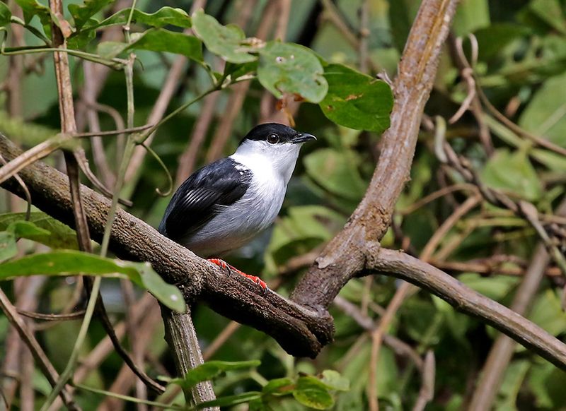 White-bearded Manakin