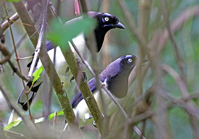 Black-chested Jay