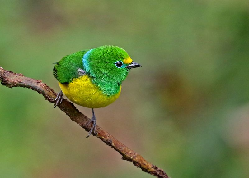 Blue-naped Chlorophonia