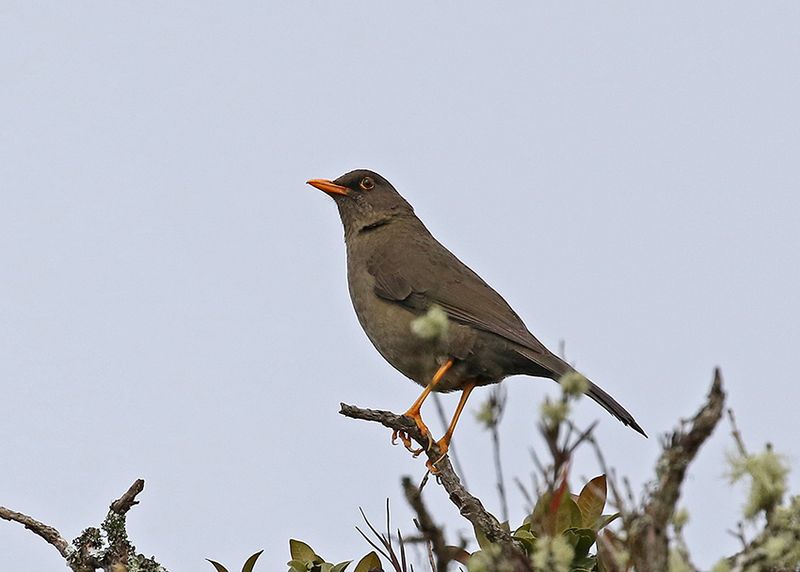 Great Thrush