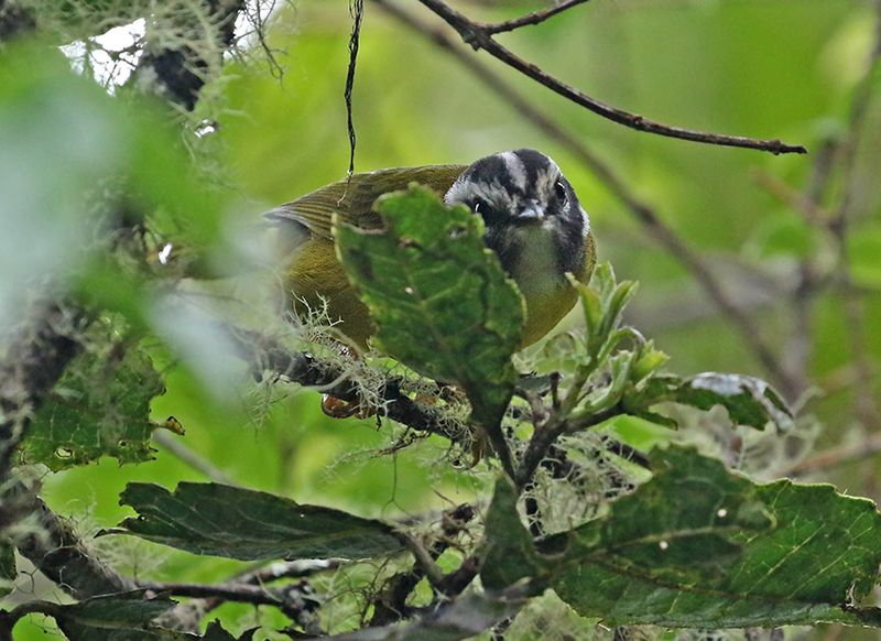 Santa Marta Warbler