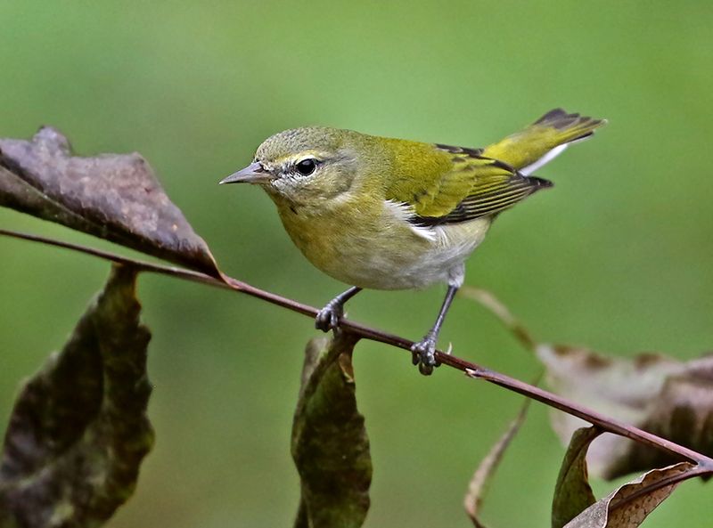 Tennessee Warbler
