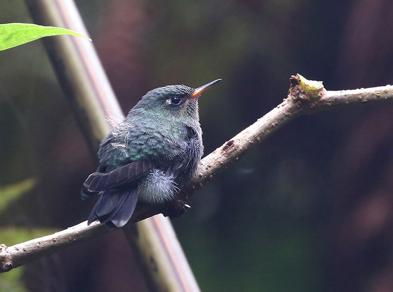 Tyrian Metaltail