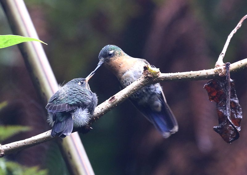 Tyrian Metaltail
