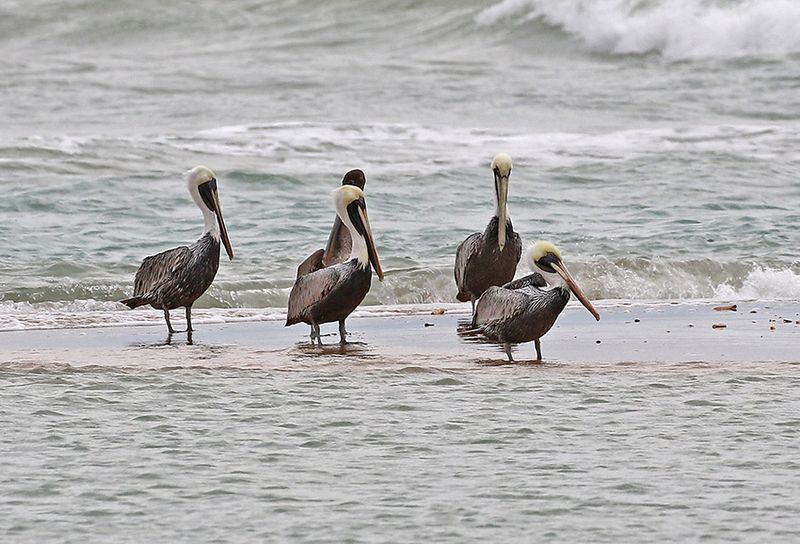 Brown Pelican