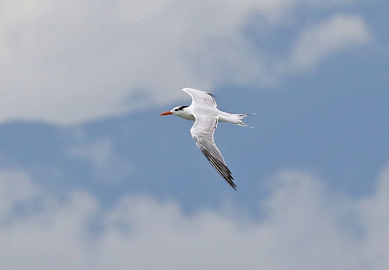 Royal Tern