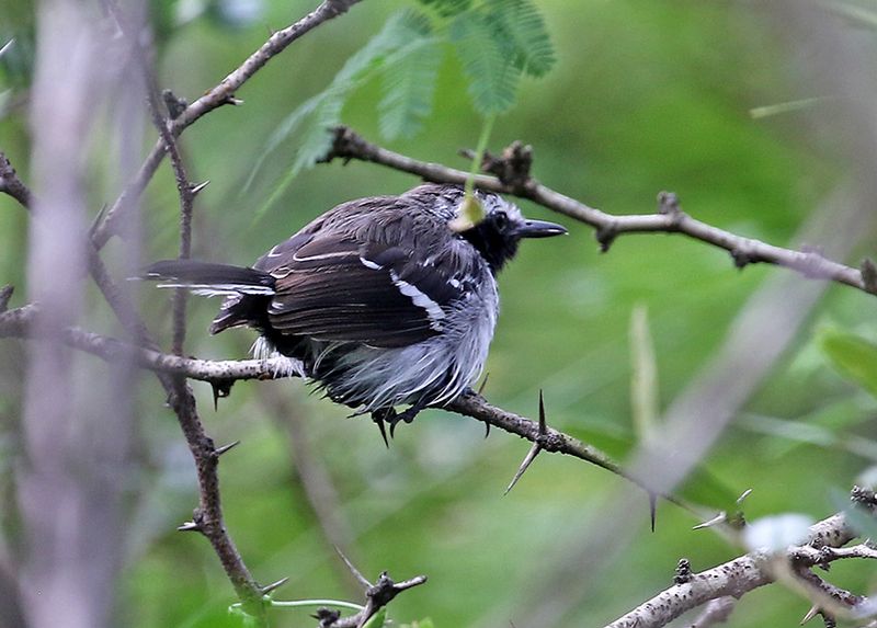 White-fringed Antwren