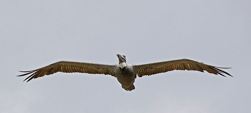 Brown Pelican