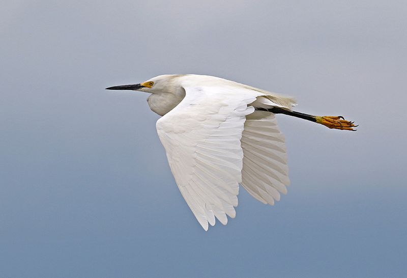 Snowy Egret