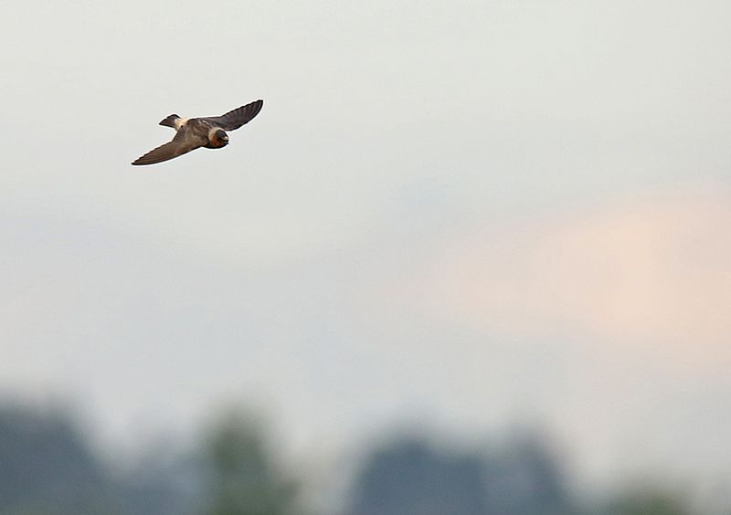 American Cliff Swallow