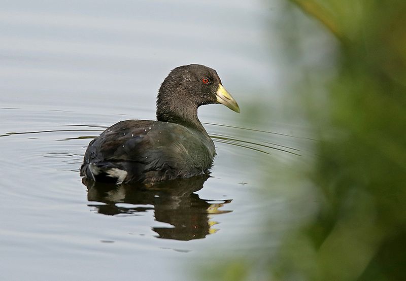 American Coot