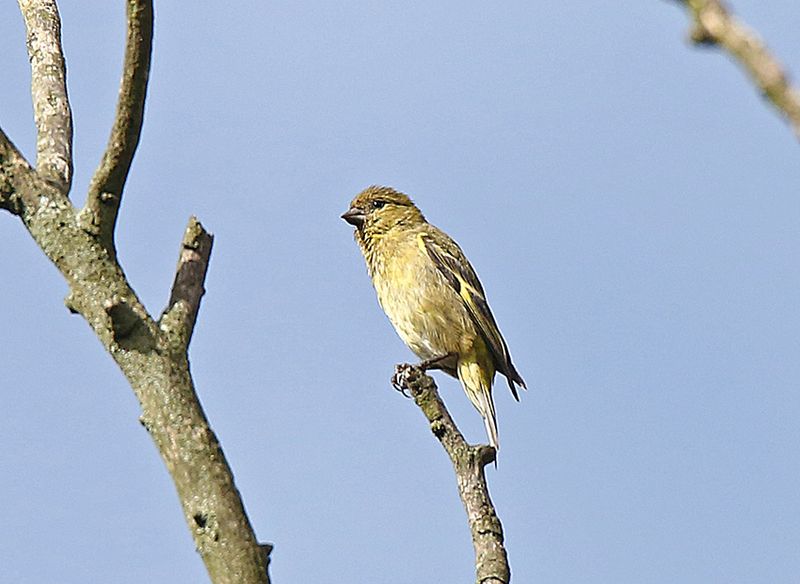 Andean Siskin