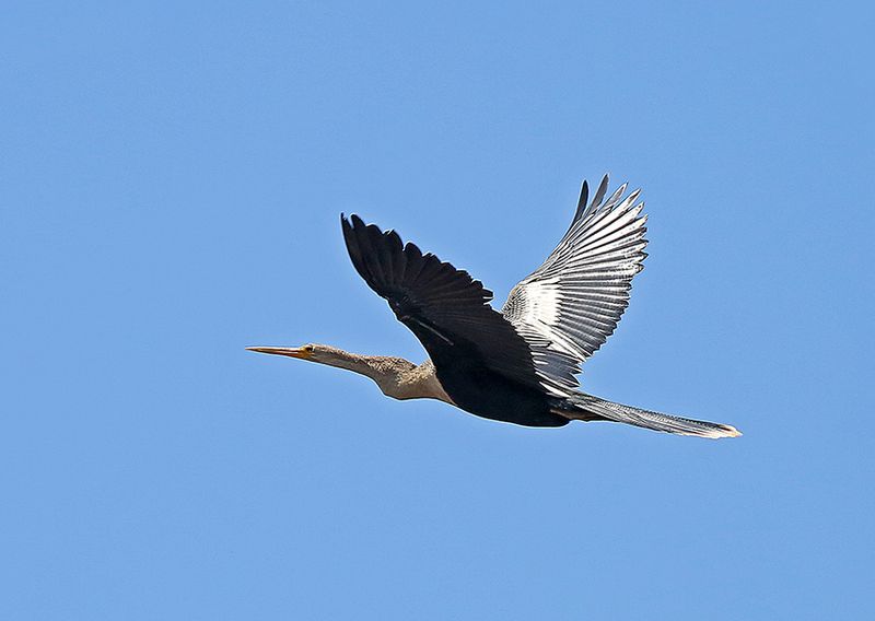 Anhinga