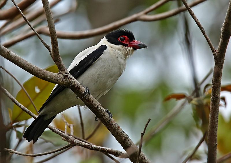 Black-tailed Tityra