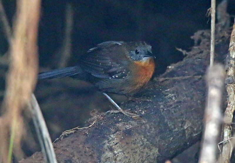 Black-throated Antbird