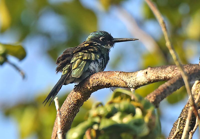 Bronzy Jacamar