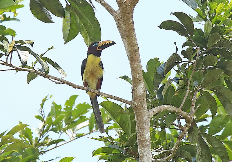 Lettered Aracari