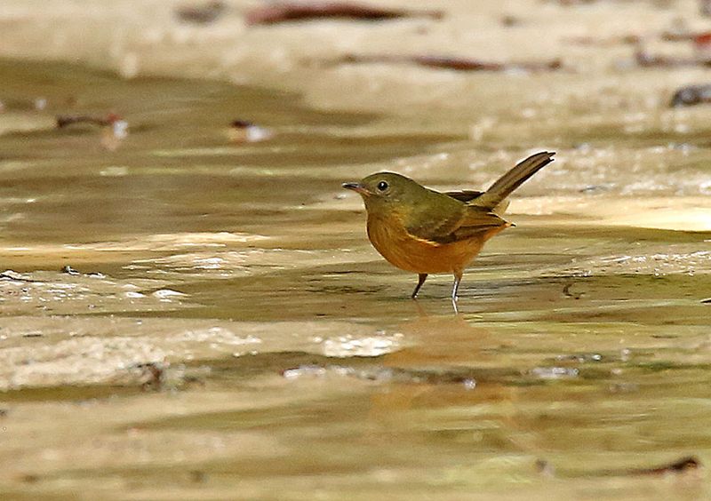 Ochre-bellied Flycatcher