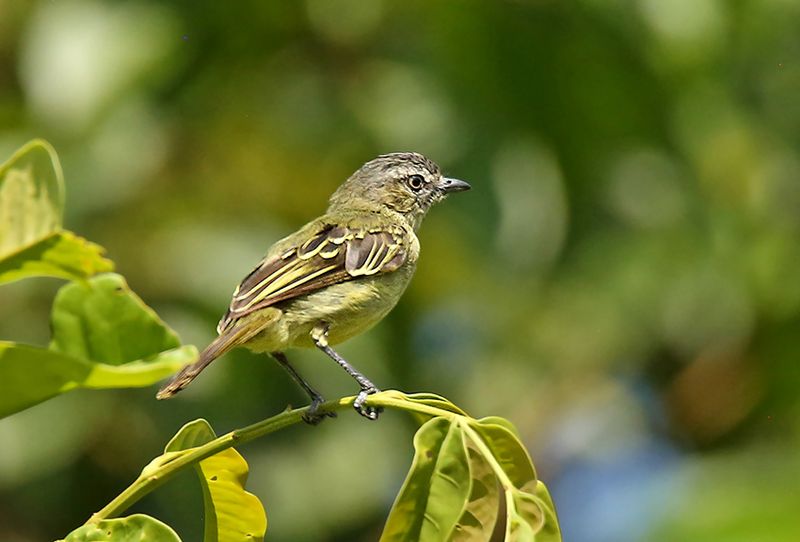 Slender-footed Tyrannulet