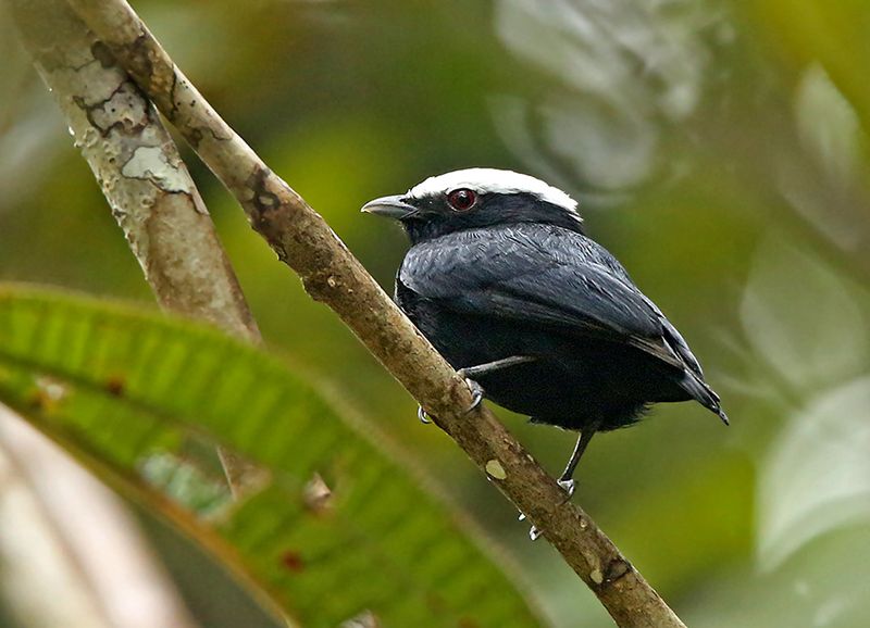 White-crowned Manakin