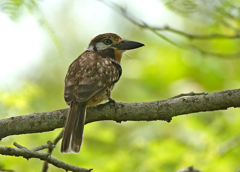 Russet-throated Puffbird