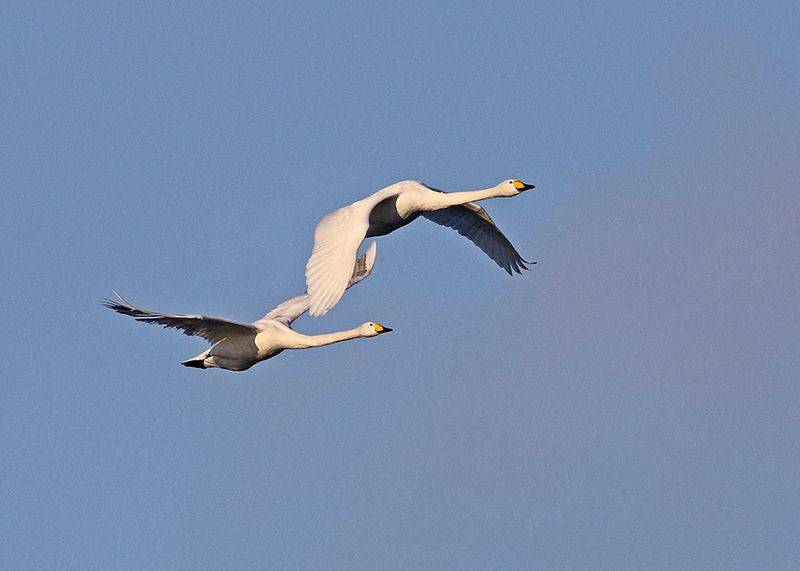 Whooper Swan