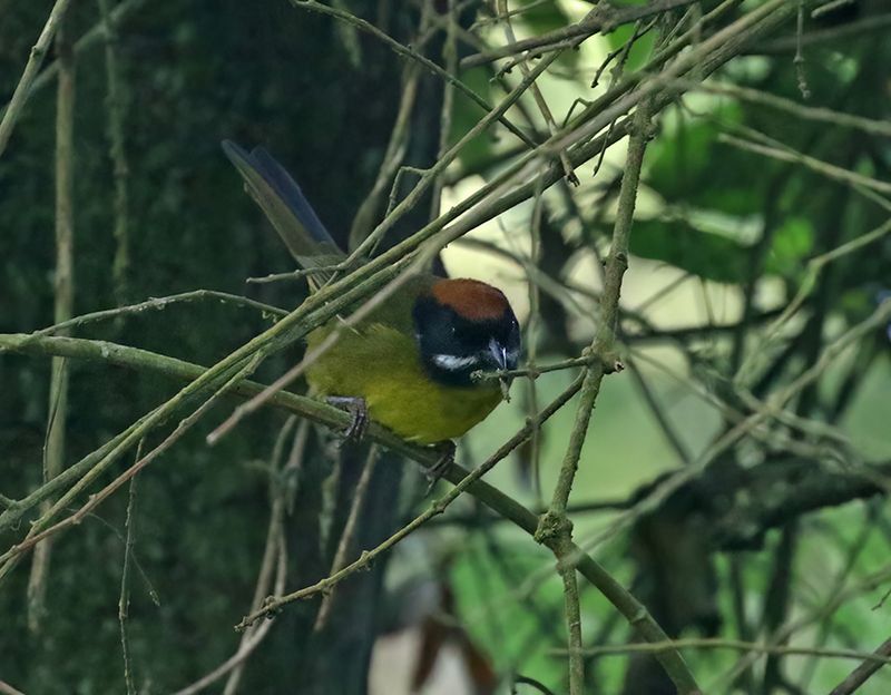 Moustached Brushfinch