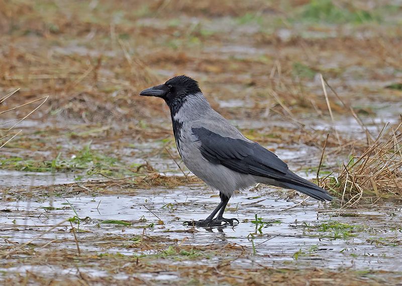 Hooded Crow