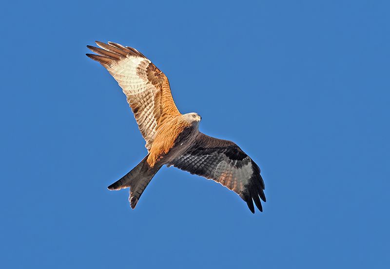 Red Kite