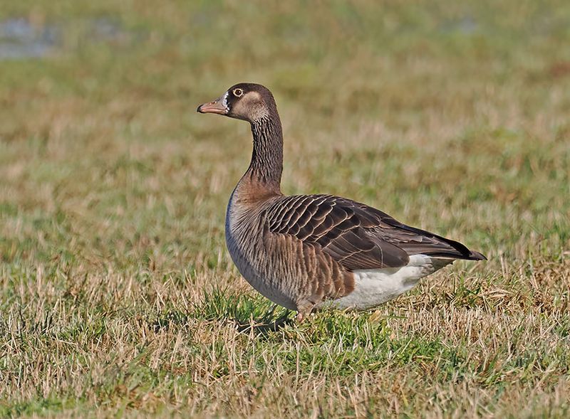 Hybrid CanadaxGraylag Goose