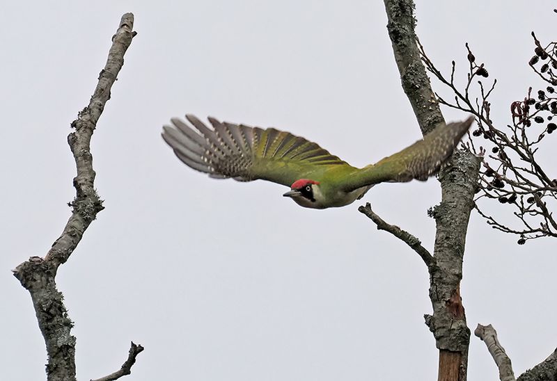 Green Woodpecker