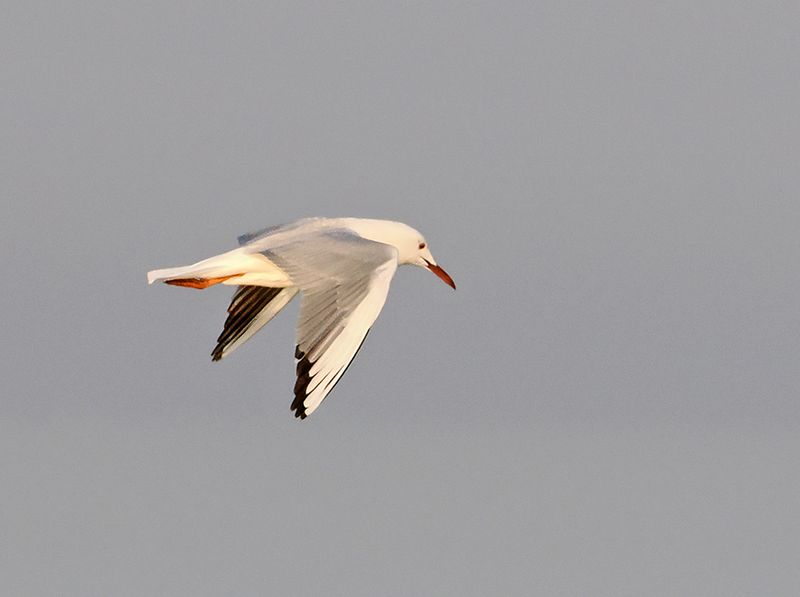 Slender-billed Gull