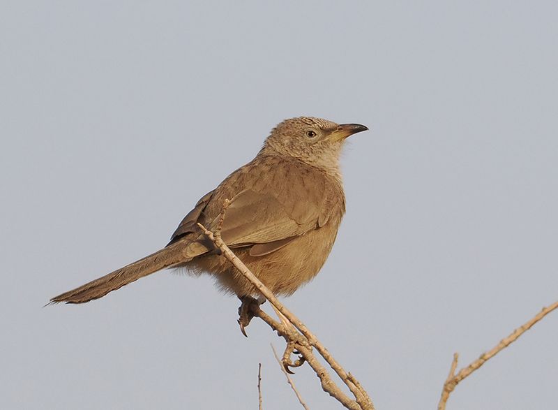 Arabian Babbler