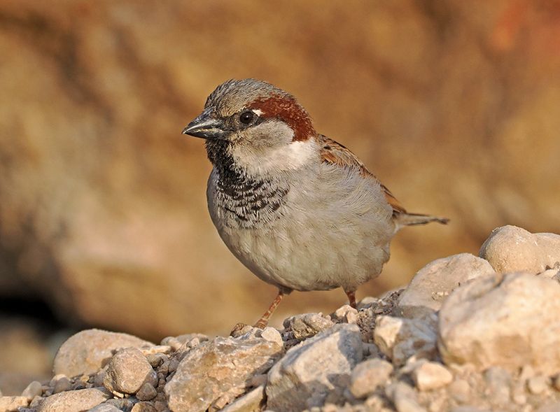 House Sparrow