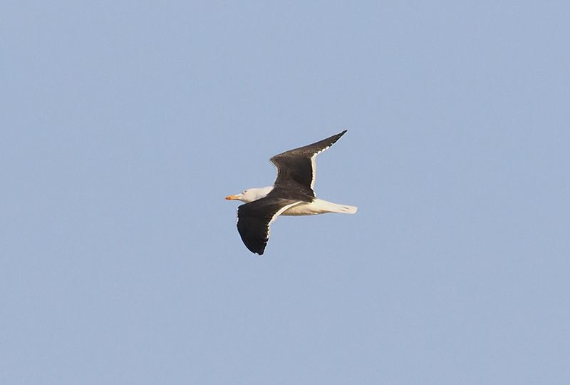 Lesser Black-backed Gull