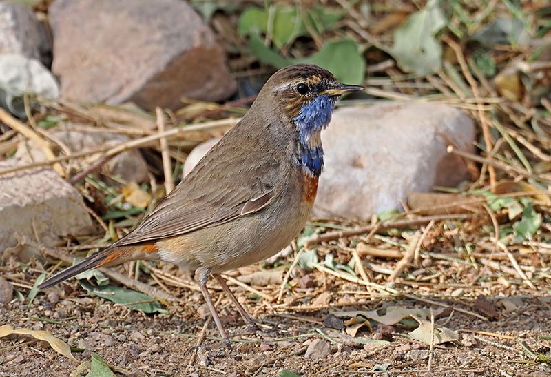 Bluethroat