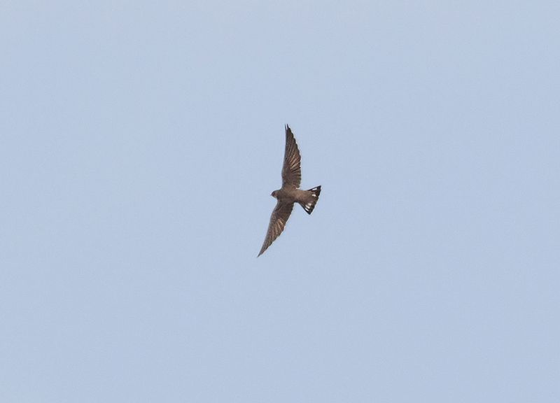 European Crag Martin