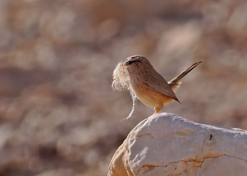 Scrub Warbler