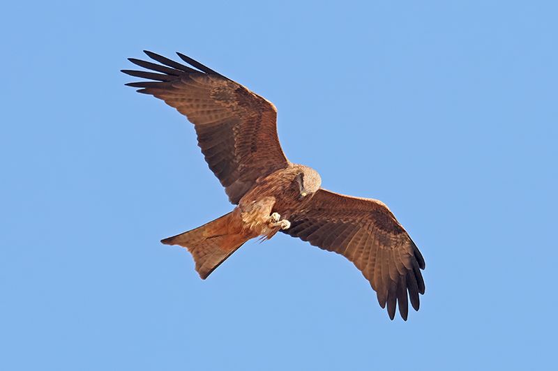 Black Kite