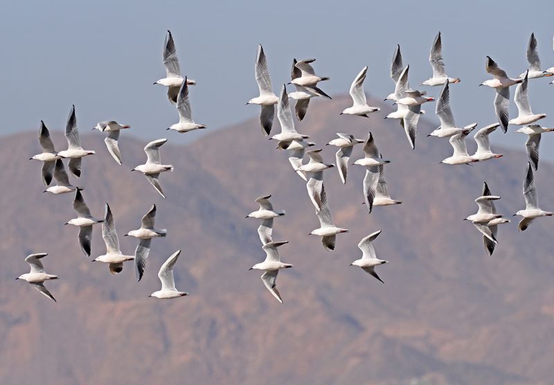 Slender-billed Gull