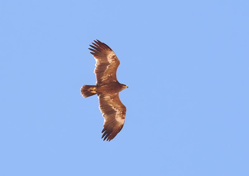 Steppe Eagle