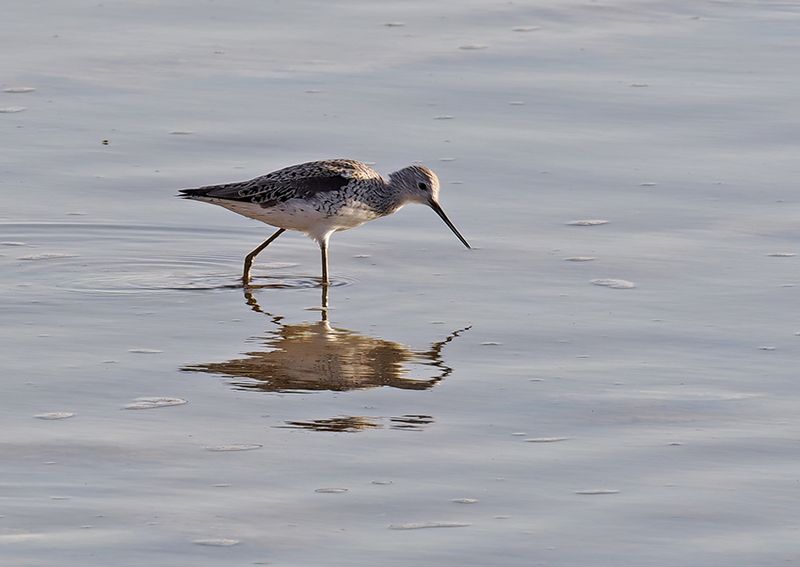 Marsh Sandpiper