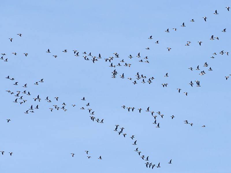 Barnacle Goose