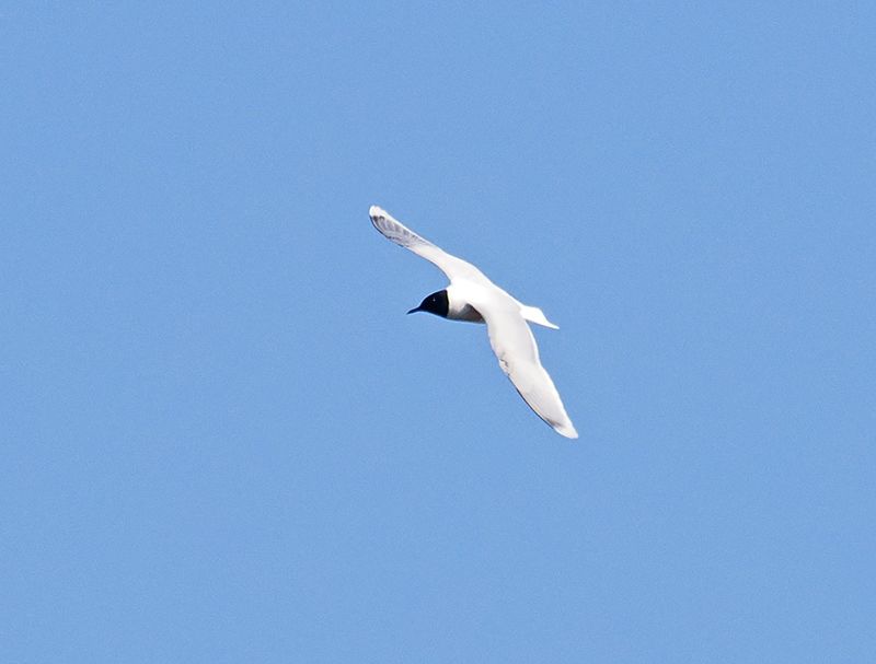Little Gull