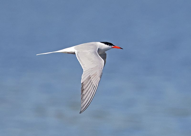 Common Tern