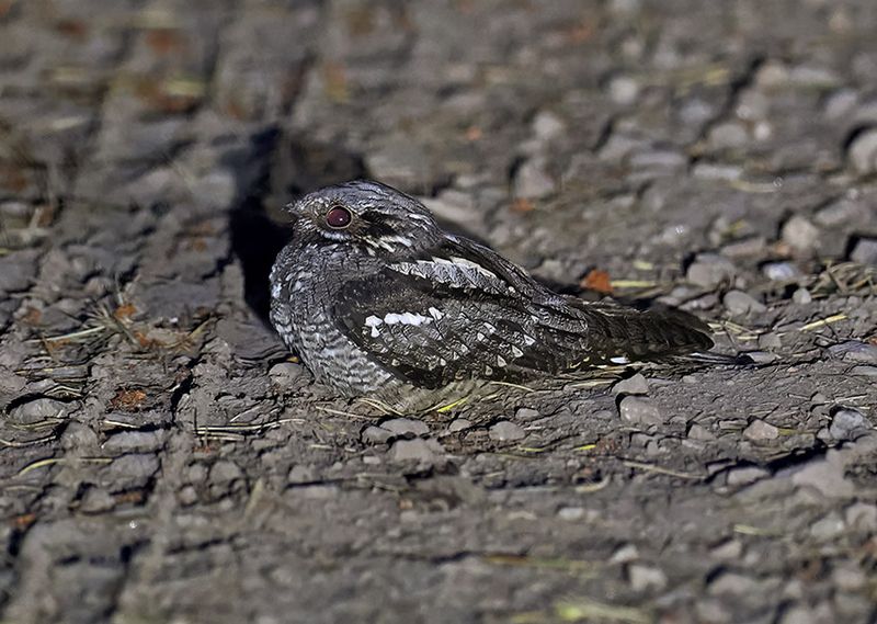 Nightjar