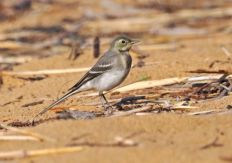 White Wagtail