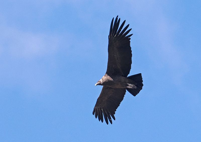 Andean Condor