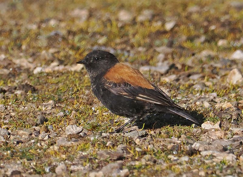Andean Negrito